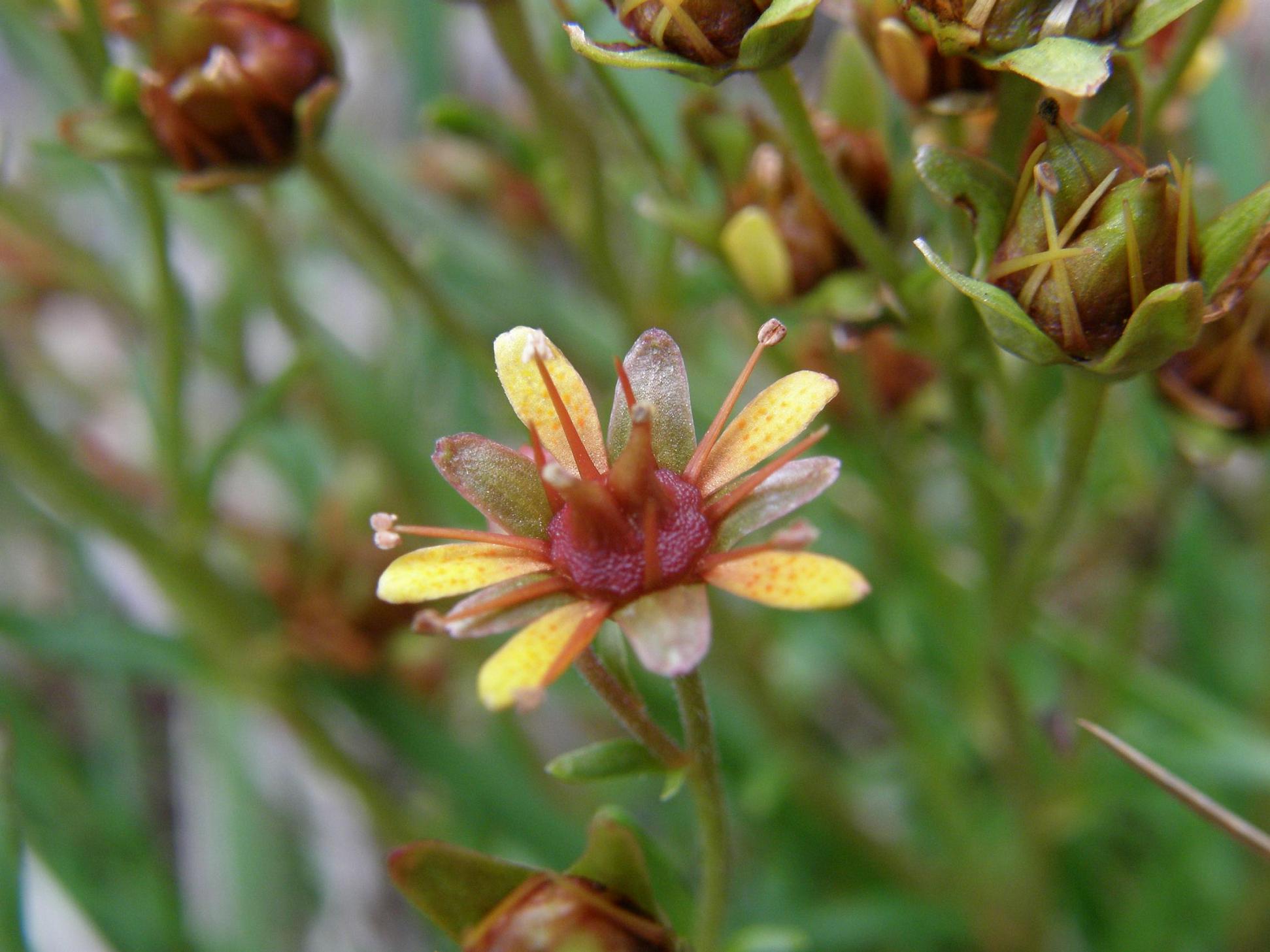 Saxifraga aizoides / Sassifraga autunnale